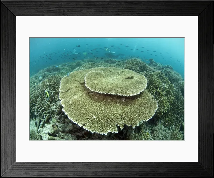 Framed Print : Picture No. 11675128 Framed Print : Picture No. 11675128
