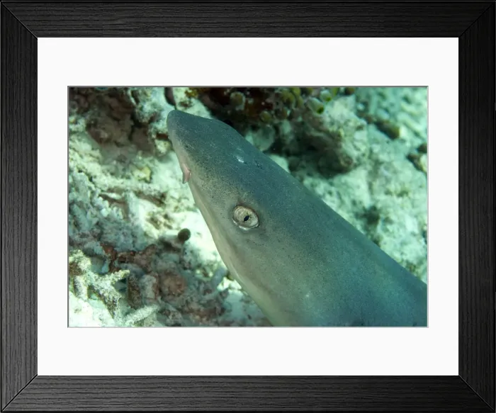 Framed Print : Picture No. 11675131 Framed Print : Picture No. 11675131