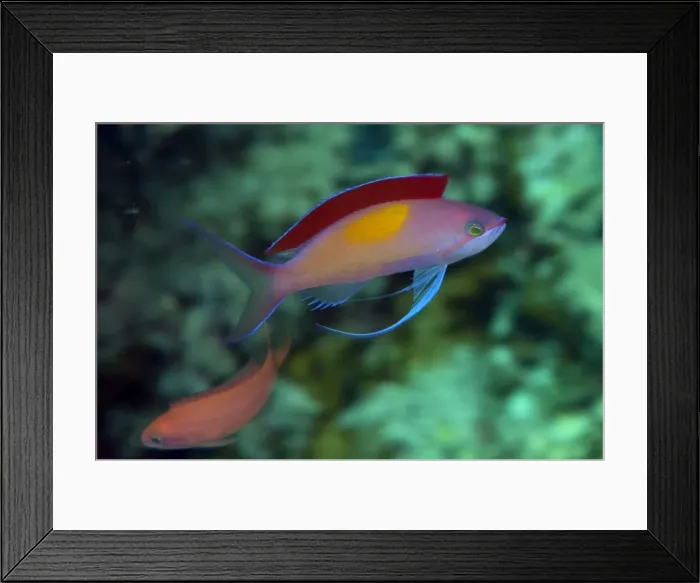 Framed Print : Picture No. 11675132 Framed Print : Picture No. 11675132