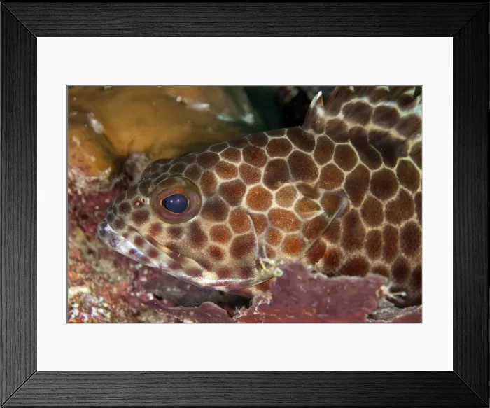 Framed Print : Picture No. 11675133 Framed Print : Picture No. 11675133