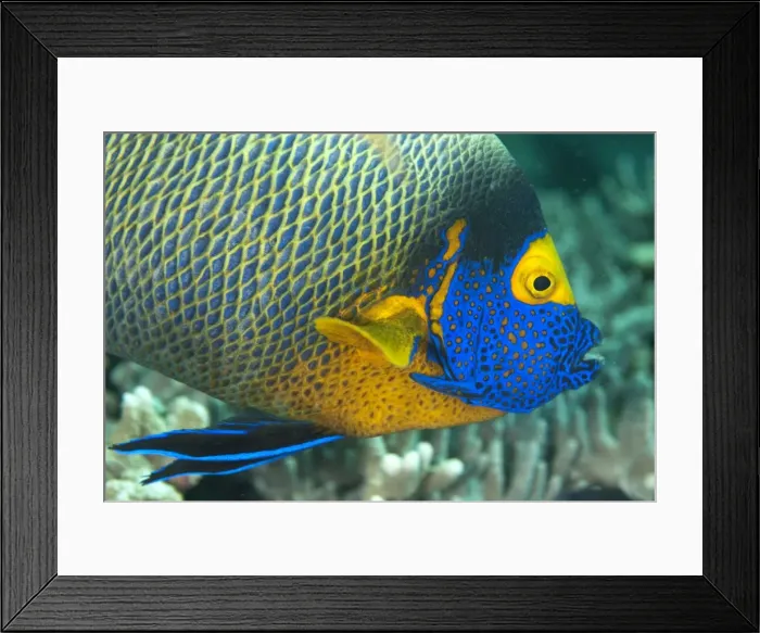 Framed Print : Picture No. 11675134 Framed Print : Picture No. 11675134