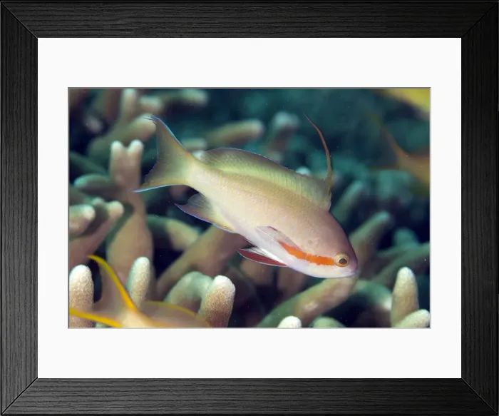Framed Print : Picture No. 11675136 Framed Print : Picture No. 11675136