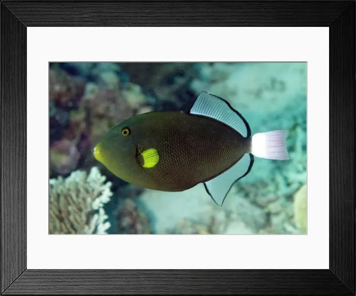 Framed Print : Picture No. 11675135 Framed Print : Picture No. 11675135