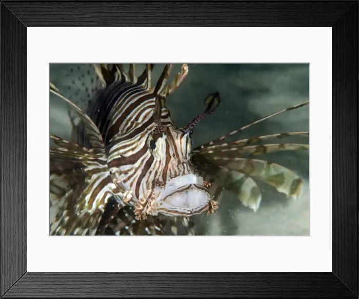 Framed Print : Picture No. 11675138 Framed Print : Picture No. 11675138