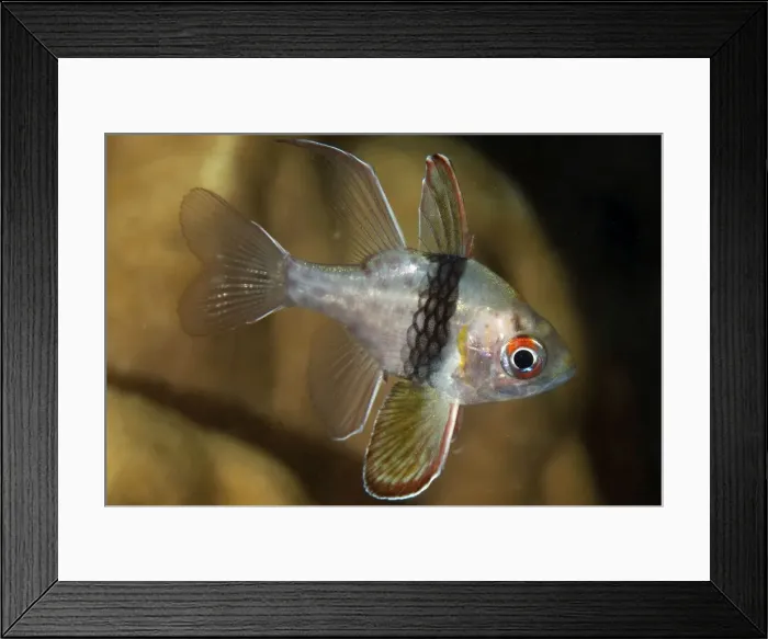 Framed Print : Picture No. 11675137