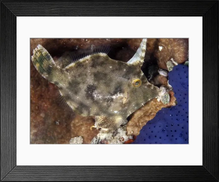 Framed Print : Picture No. 11675139 Framed Print : Picture No. 11675139