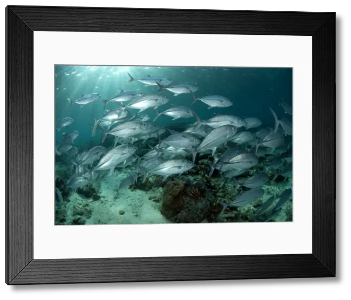 Framed Print : Picture No. 11675141 Framed Print : Picture No. 11675141