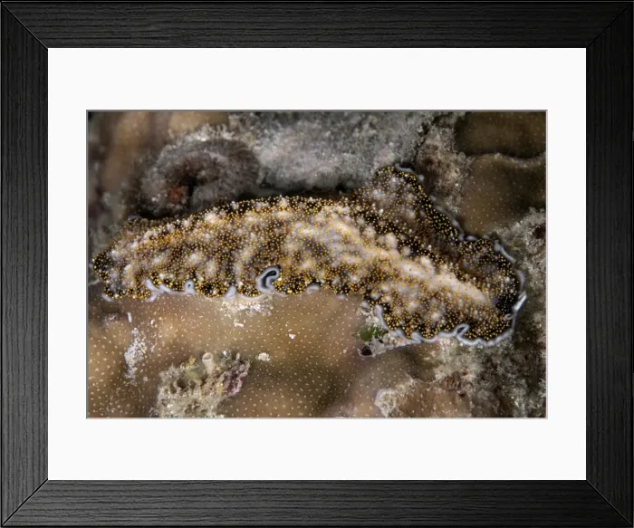 Framed Print : Picture No. 11675140 Framed Print : Picture No. 11675140