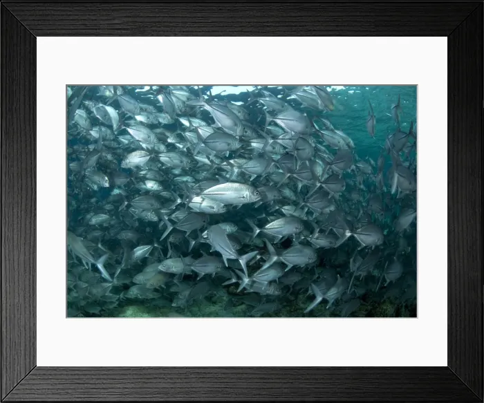 Framed Print : Picture No. 11675142 Framed Print : Picture No. 11675142