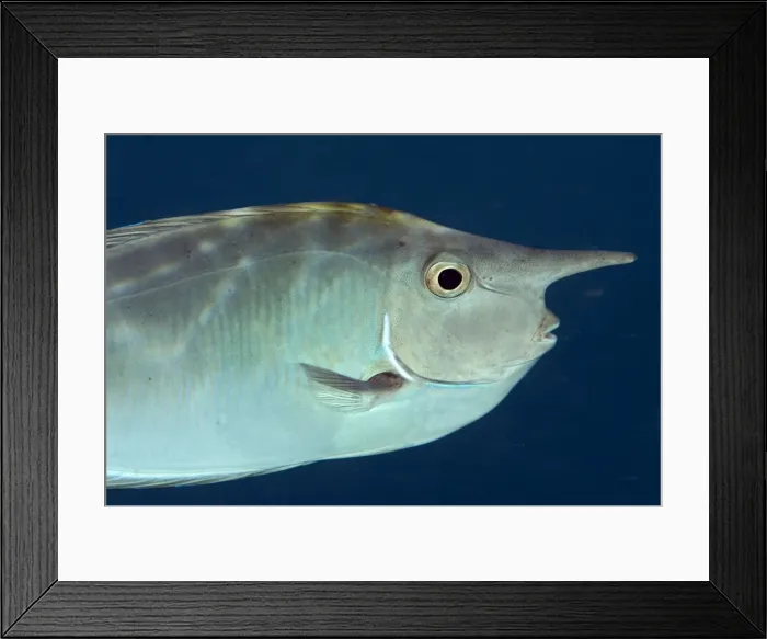 Framed Print : Picture No. 11675145