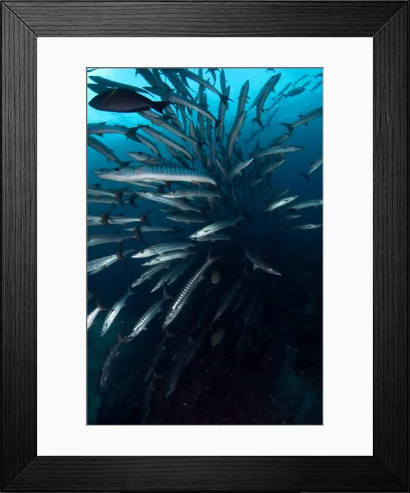 Framed Print : Picture No. 11675144 Framed Print : Picture No. 11675144