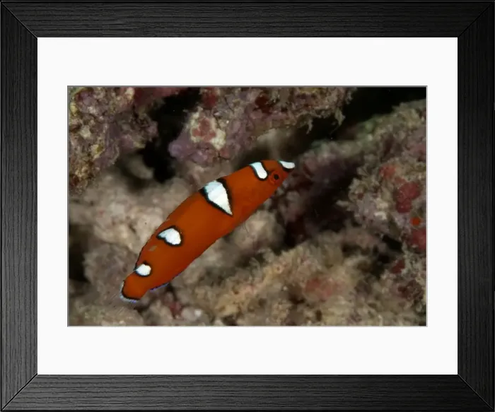 Framed Print : Picture No. 11675147 Framed Print : Picture No. 11675147