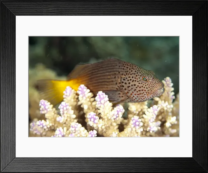 Framed Print : Picture No. 11675149 Framed Print : Picture No. 11675149