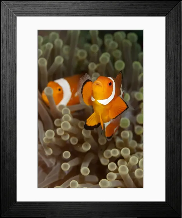 Framed Print : Picture No. 11675148 Framed Print : Picture No. 11675148