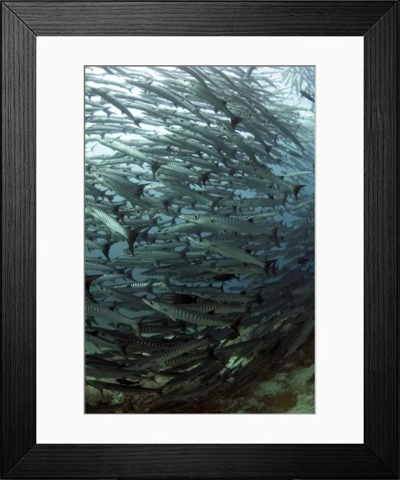 Framed Print : Picture No. 11675150 Framed Print : Picture No. 11675150