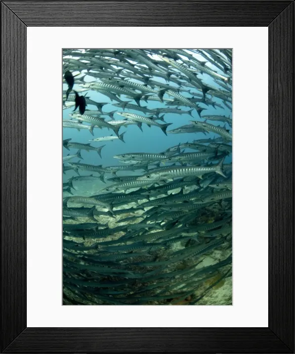 Framed Print : Picture No. 11675151 Framed Print : Picture No. 11675151
