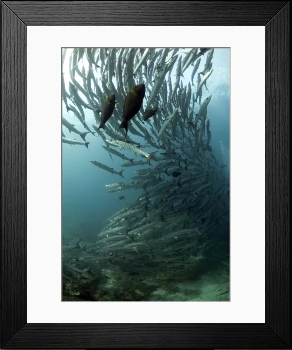 Framed Print : Picture No. 11675154 Framed Print : Picture No. 11675154