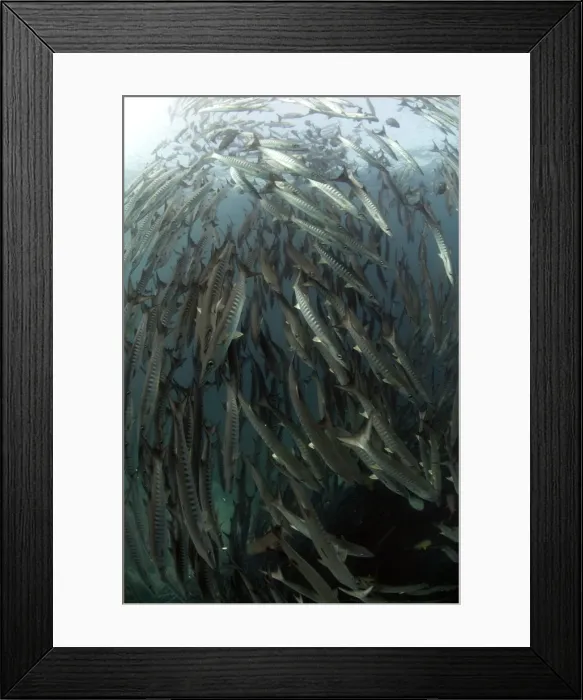 Framed Print : Picture No. 11675155 Framed Print : Picture No. 11675155