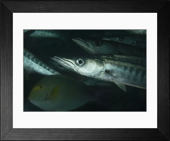 Framed Print : Picture No. 11675156 Framed Print : Picture No. 11675156