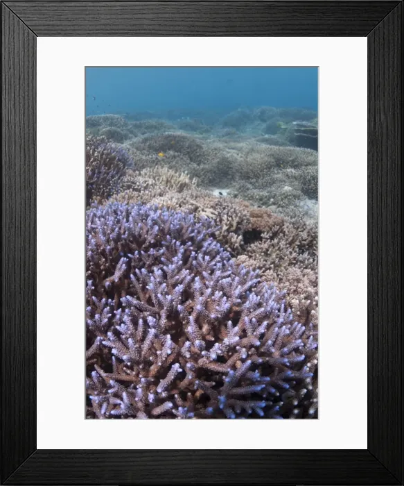 Framed Print : Picture No. 11675157 Framed Print : Picture No. 11675157