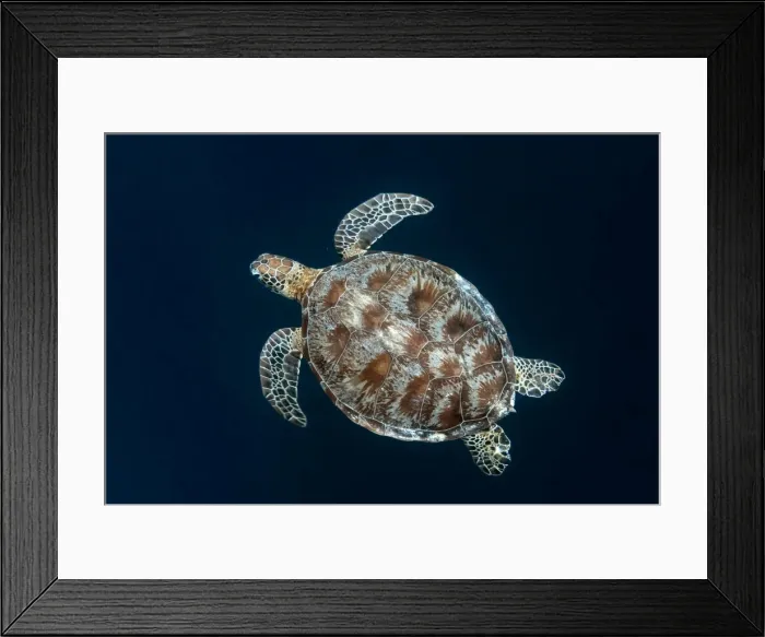 Framed Print : Picture No. 11675159 Framed Print : Picture No. 11675159