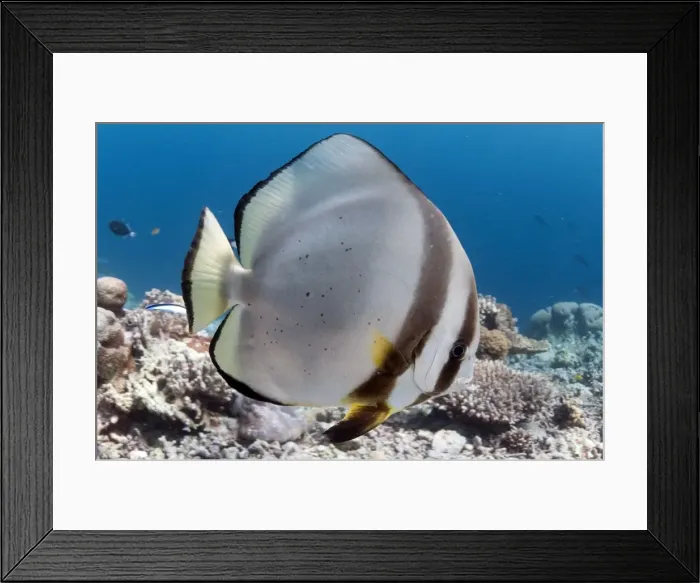 Framed Print : Picture No. 11675158 Framed Print : Picture No. 11675158
