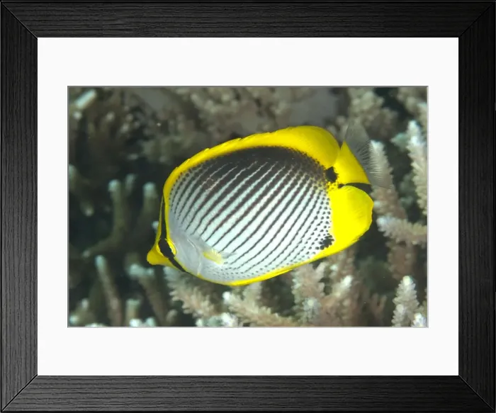 Framed Print : Picture No. 11675162