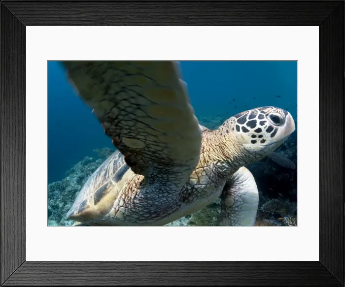 Framed Print : Picture No. 11675163 Framed Print : Picture No. 11675163