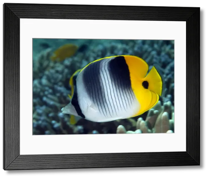 Framed Print : Picture No. 11675161 Framed Print : Picture No. 11675161