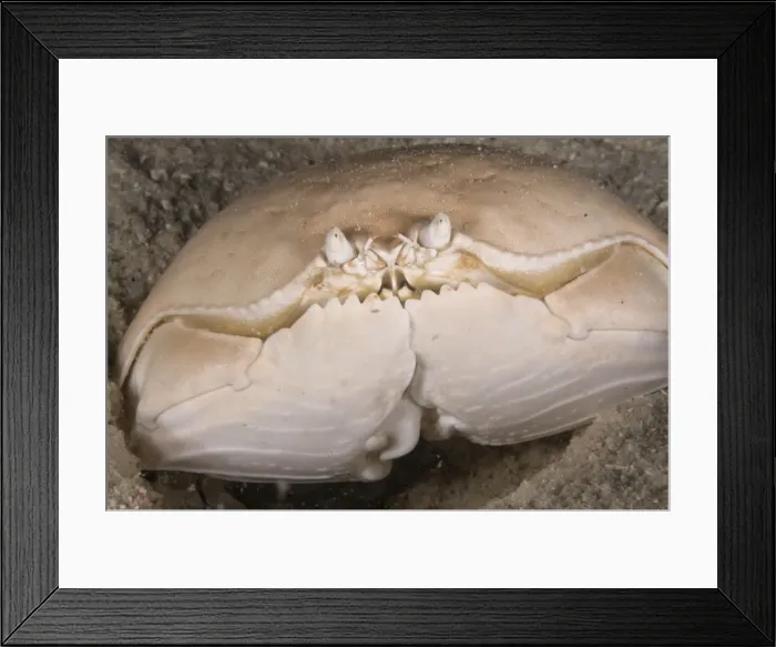 Framed Print : Picture No. 11675165 Framed Print : Picture No. 11675165