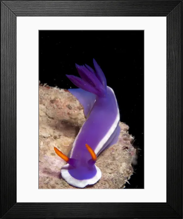 Framed Print : Picture No. 11675166 Framed Print : Picture No. 11675166