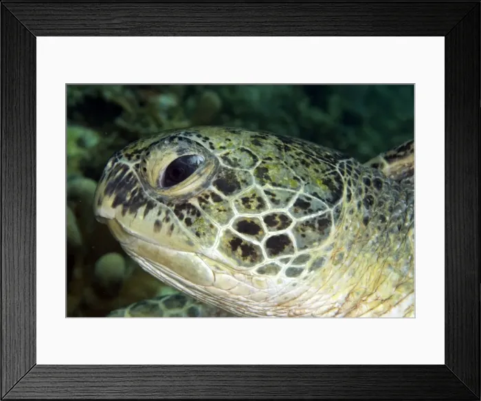 Framed Print : Picture No. 11675164 Framed Print : Picture No. 11675164