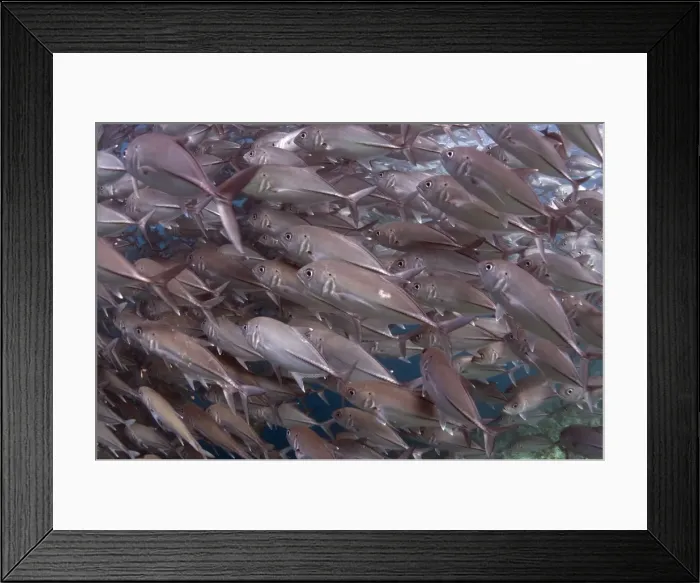 Framed Print : Picture No. 11675167 Framed Print : Picture No. 11675167