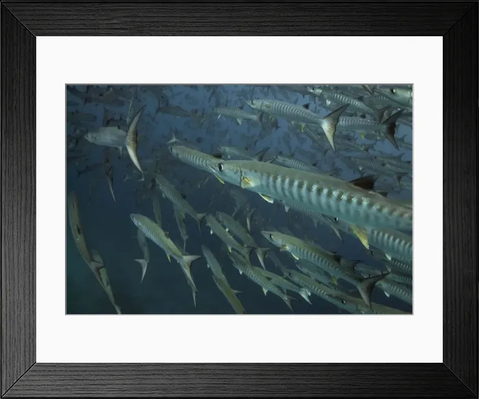 Framed Print : Picture No. 11675168 Framed Print : Picture No. 11675168