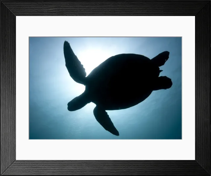 Framed Print : Picture No. 11675170 Framed Print : Picture No. 11675170