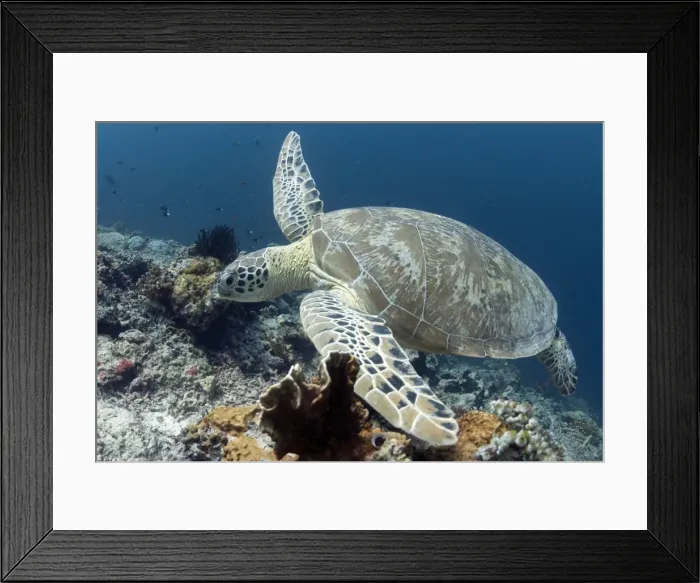 Framed Print : Picture No. 11675171 Framed Print : Picture No. 11675171