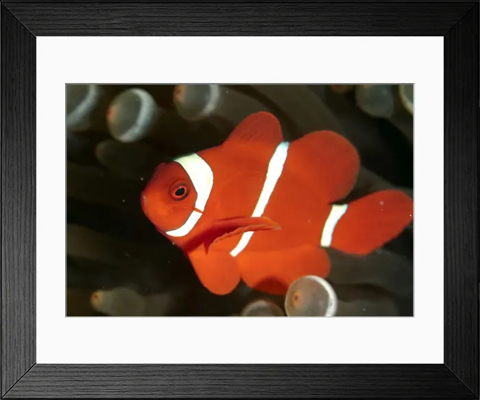 Framed Print : Picture No. 11675169 Framed Print : Picture No. 11675169