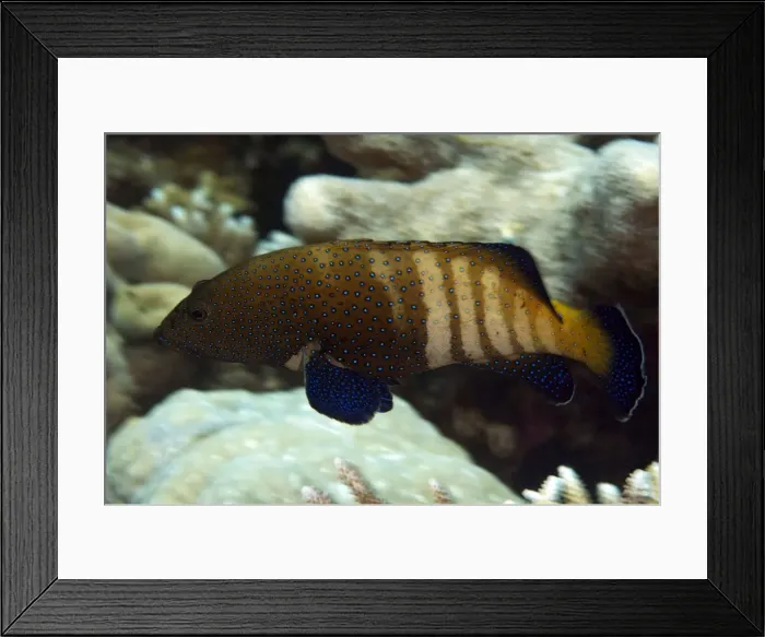 Framed Print : Picture No. 11675173 Framed Print : Picture No. 11675173