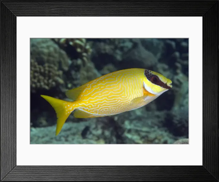 Framed Print : Picture No. 11675174 Framed Print : Picture No. 11675174
