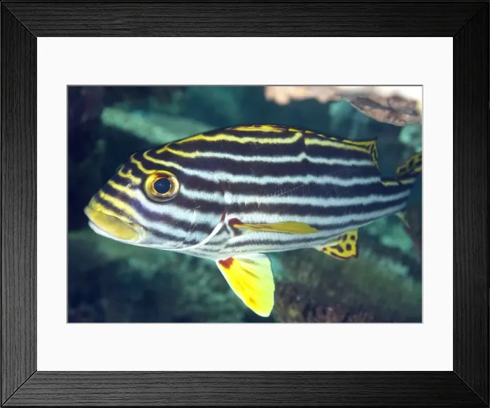 Framed Print : Picture No. 11675172 Framed Print : Picture No. 11675172