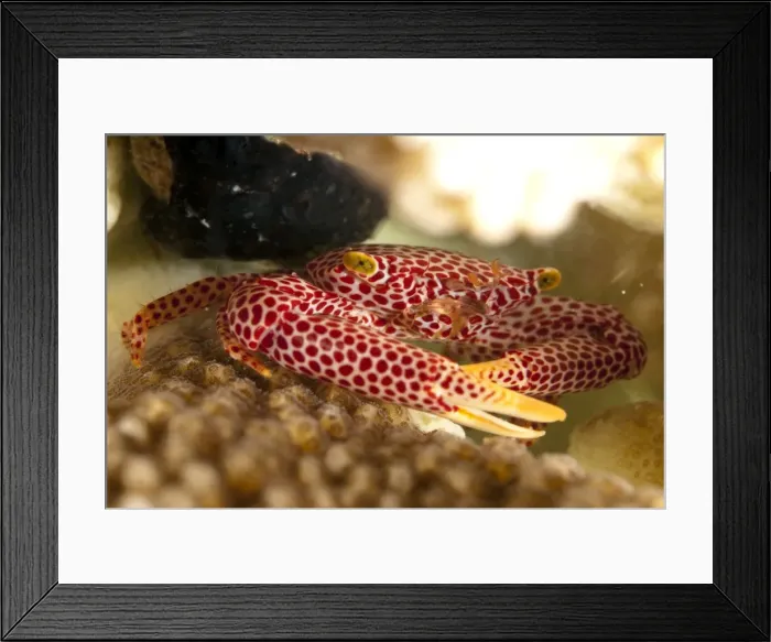 Framed Print : Picture No. 11675175 Framed Print : Picture No. 11675175