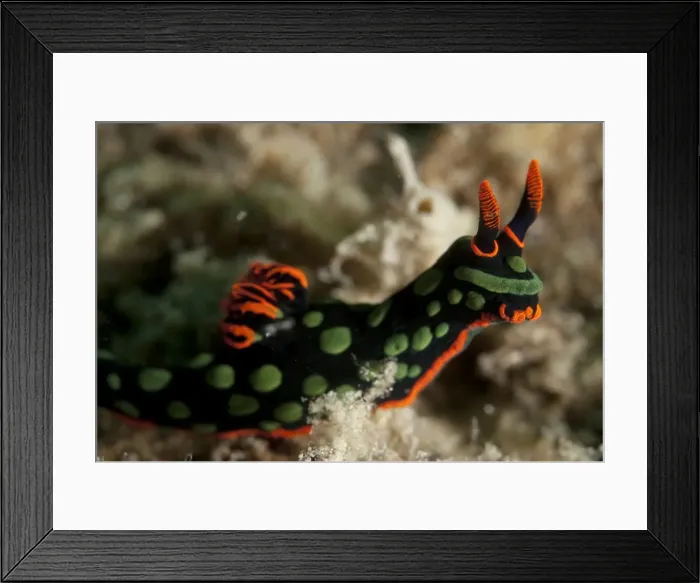 Framed Print : Picture No. 11675177 Framed Print : Picture No. 11675177