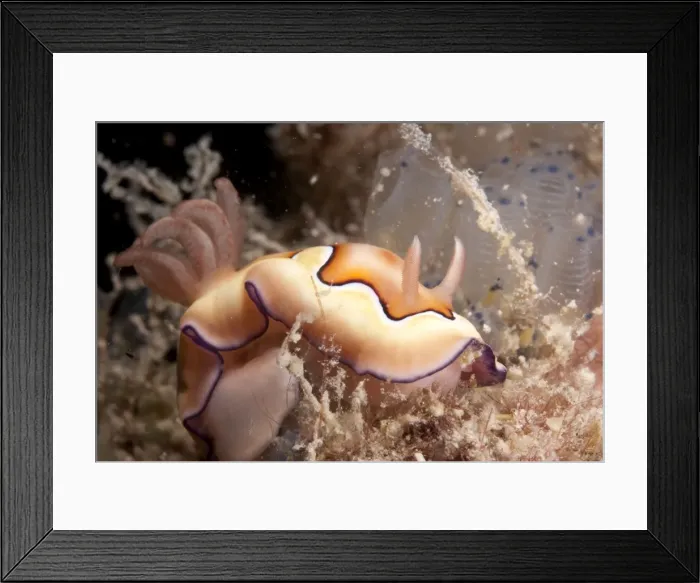 Framed Print : Picture No. 11675176 Framed Print : Picture No. 11675176