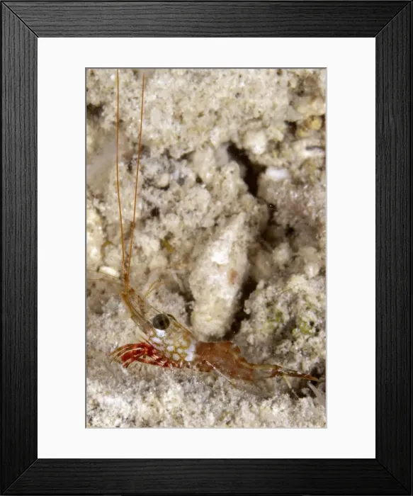 Framed Print : Picture No. 11675178 Framed Print : Picture No. 11675178