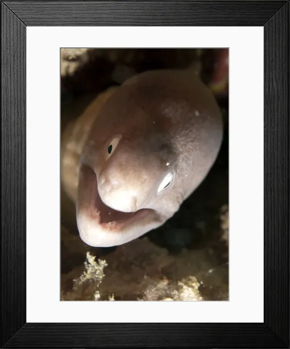 Framed Print : Picture No. 11675179 Framed Print : Picture No. 11675179