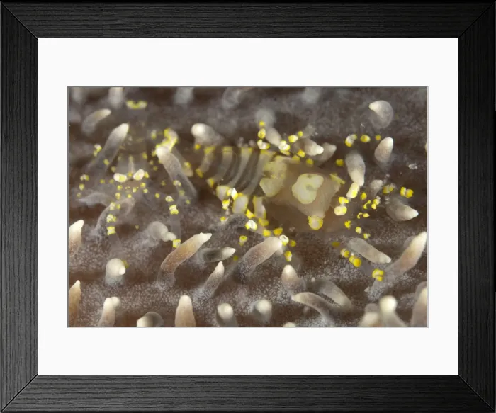 Framed Print : Picture No. 11675181 Framed Print : Picture No. 11675181