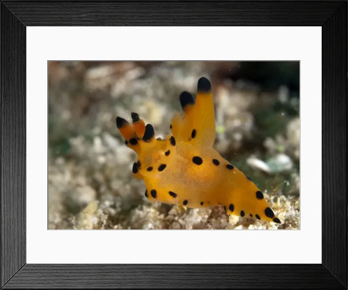 Framed Print : Picture No. 11675180 Framed Print : Picture No. 11675180