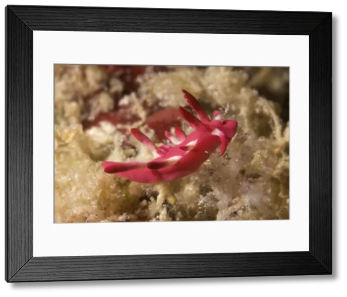 Framed Print : Picture No. 11675182 Framed Print : Picture No. 11675182