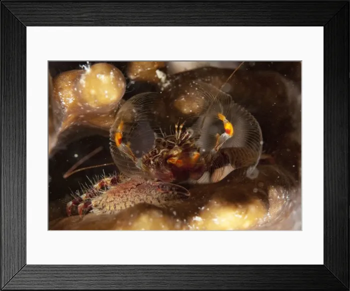 Framed Print : Picture No. 11675183 Framed Print : Picture No. 11675183