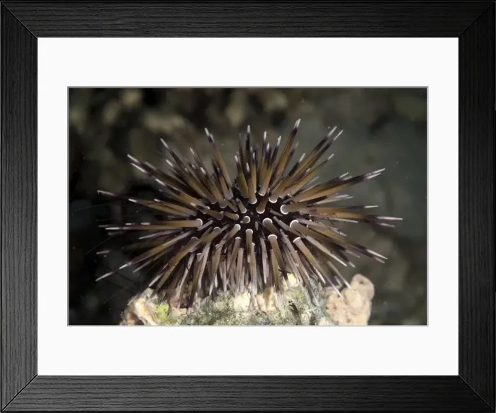 Framed Print : Picture No. 11675184 Framed Print : Picture No. 11675184
